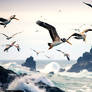 Pelicans Fly over a Rocky Shore 006