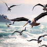 Pelicans Fly over a Rocky Shore 011