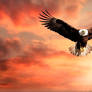 Eagle and the Sun 009