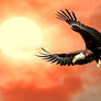 Eagle and the Sun 014