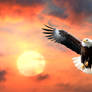 Eagle and the Sun 025