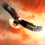 Eagle and the Sun 027