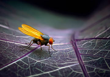 Orange Fly, Purple Leaf