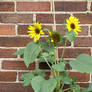 sunflowers