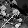 space alien plants