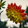 sunburst