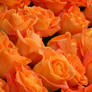 orange roses