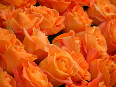 orange roses