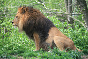 Lion 2