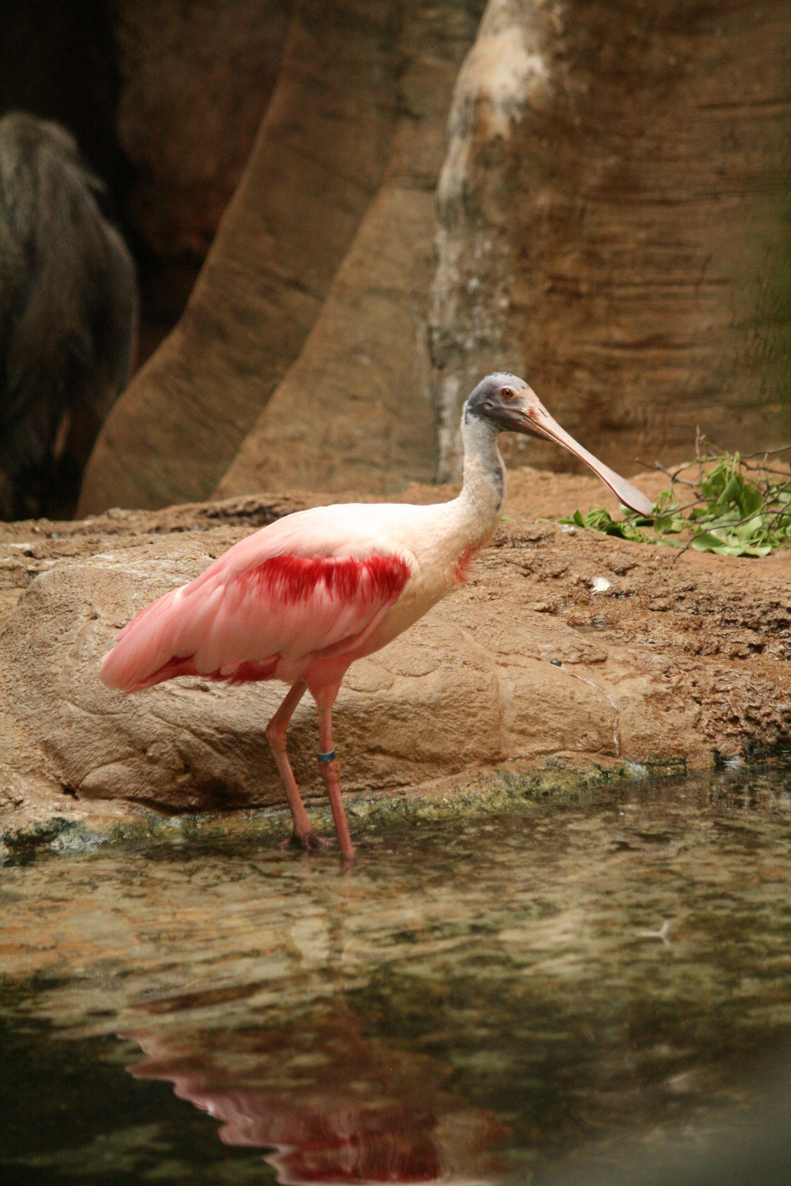 Roseate Spoonbill by FantasyDesignStock2 on DeviantArt