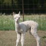 Cria 17 *Alpaca Baby*