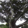 Big Tree 03