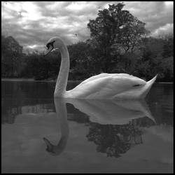 swan