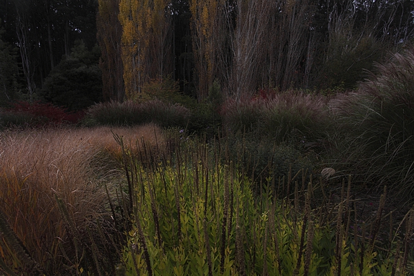 Prairie Garden Frogmore Nursery Trentham