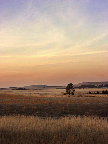 Near Clunes.. late summer.