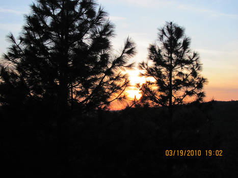 Sunset through trees