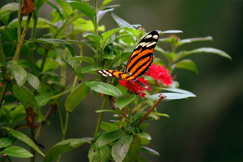 Flutter by TTFNJinx on DeviantArt