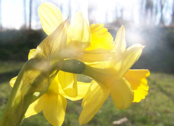 Yellow flowershine