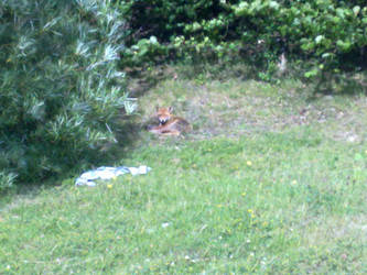 sunbathing fox