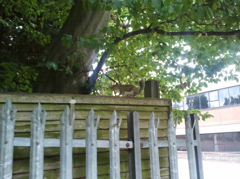 squirrel on a fence