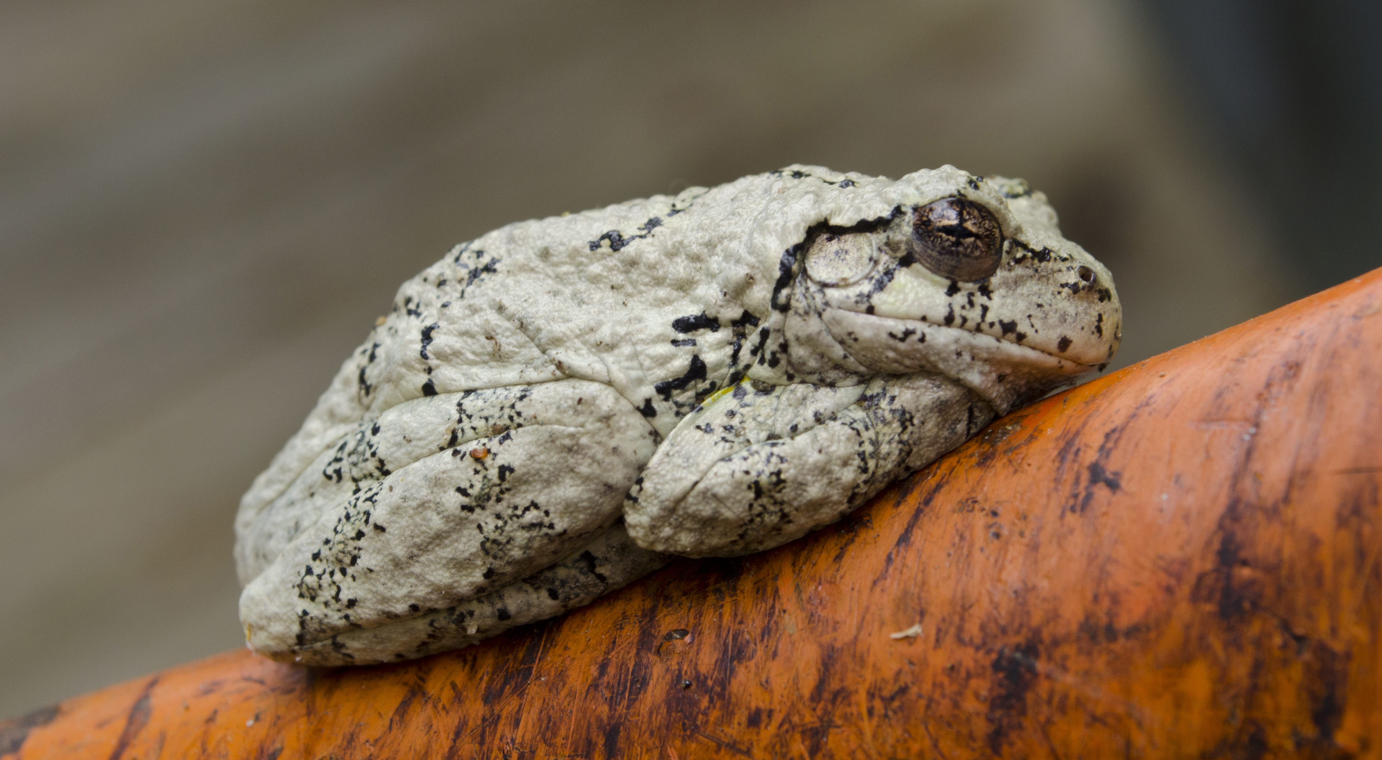 Gray Tree Frog