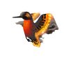 Humming firebird
