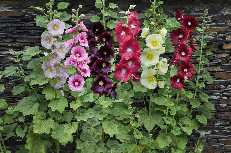 Hollyhock (Alcea rosea)