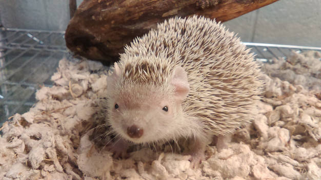 Hedgehog Tenrec