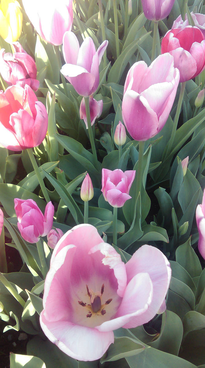 Pink Cub Pink Cub Tulips by AnimalPlantLearner on DeviantArt