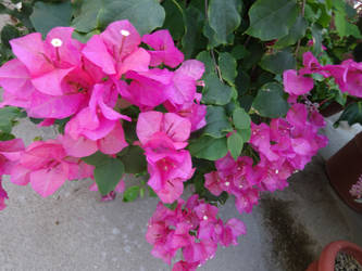 Bougainvillea