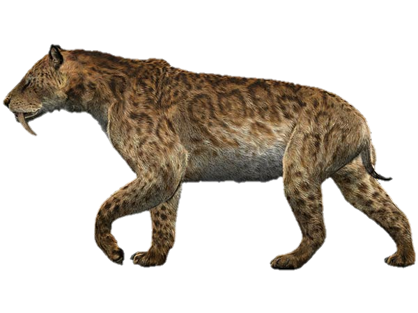 Smilodon Color WWB Smilodon render by chrisufray on DeviantArt