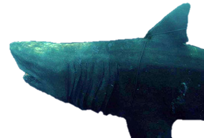 The Meg render by chrisufray on DeviantArt