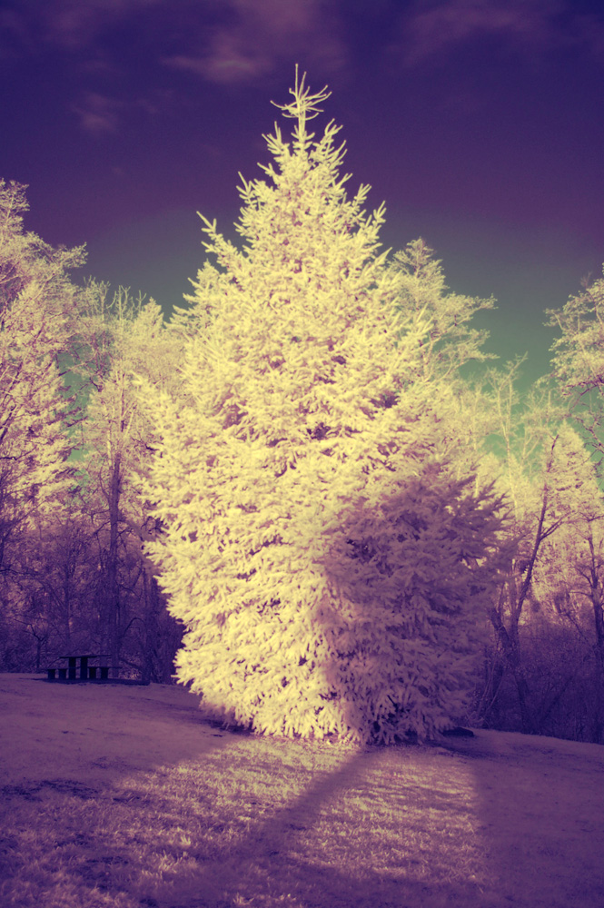 infrared tree