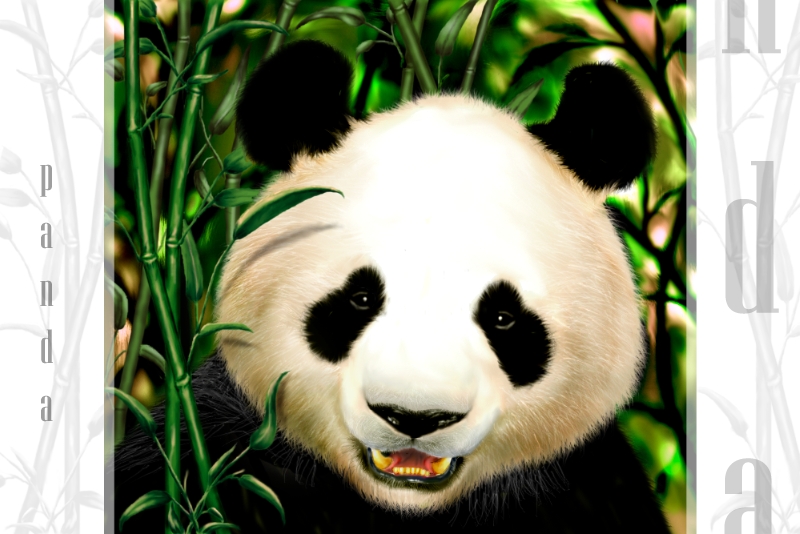 panda