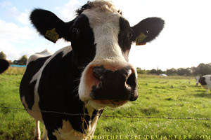 Curious Cow