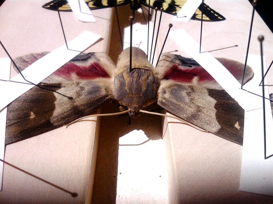 Sphinx Moth drying