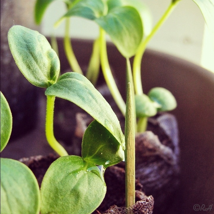 Cute-cumber sprouts