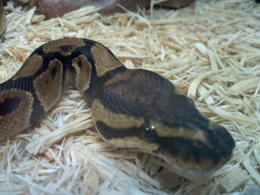 The Bull Python by Silenthilllz on DeviantArt