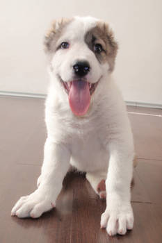 Central Asian Shepherd Dog Nora