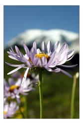 Mountain Daisy