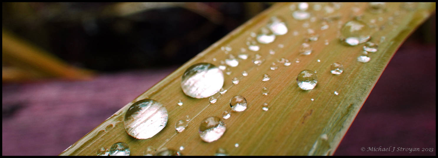 Leaf Drop