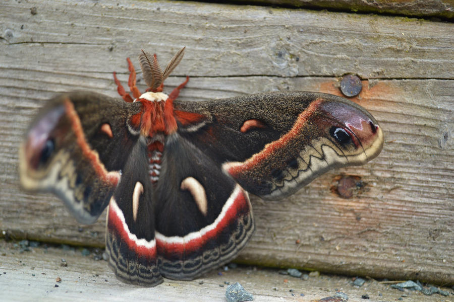 Step Moth by FroodleMum on DeviantArt