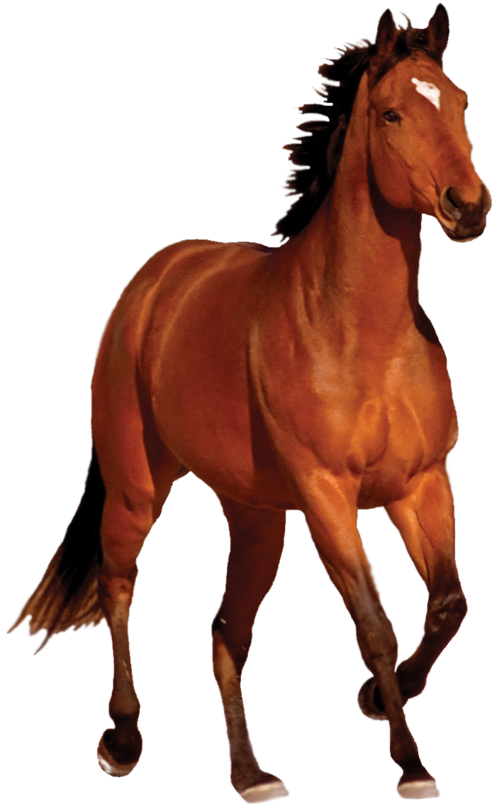 horse_png_by_captainjackharkness_d7iv5bg