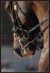 Equestrian Details III