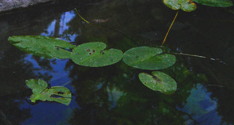 water lilies