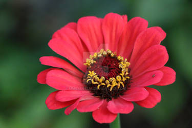 red/pink zinnia by MmeAurelia