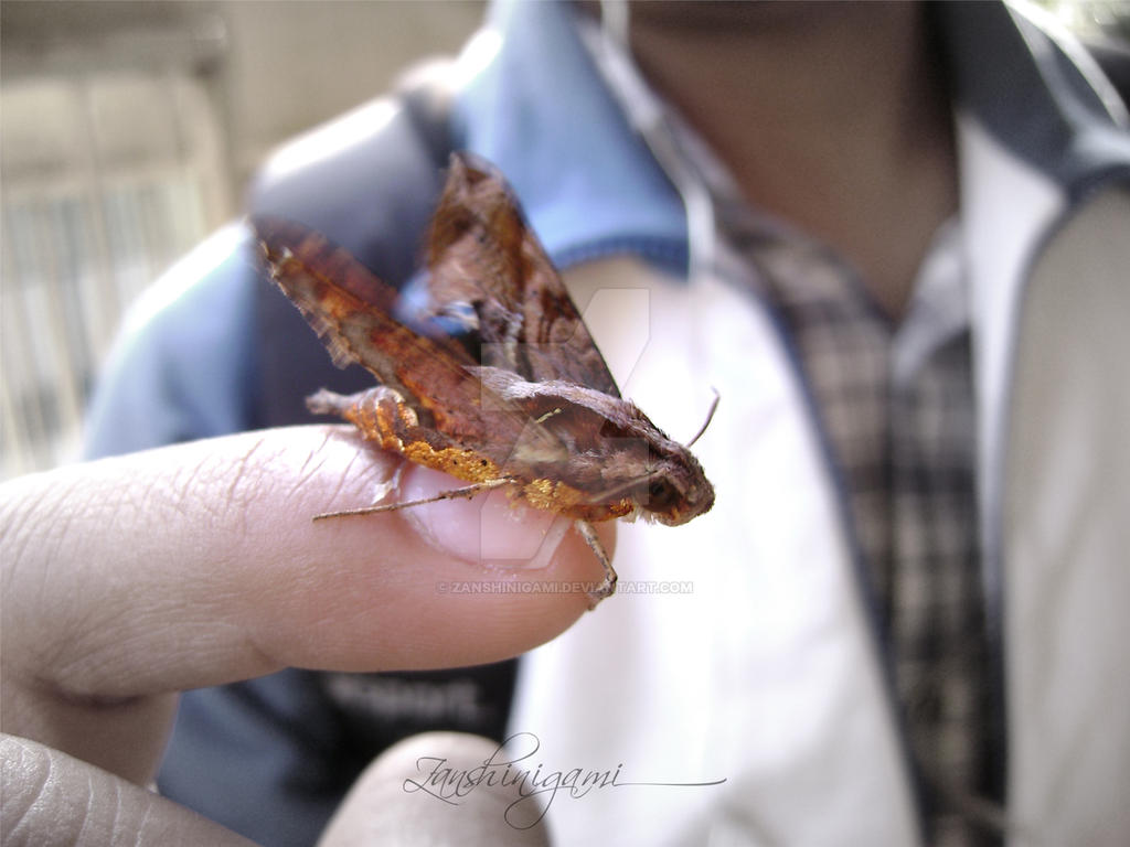 Insect by ZanShinigami on DeviantArt