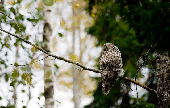 Ural owl1