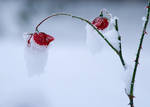 Frozen rose by mv79