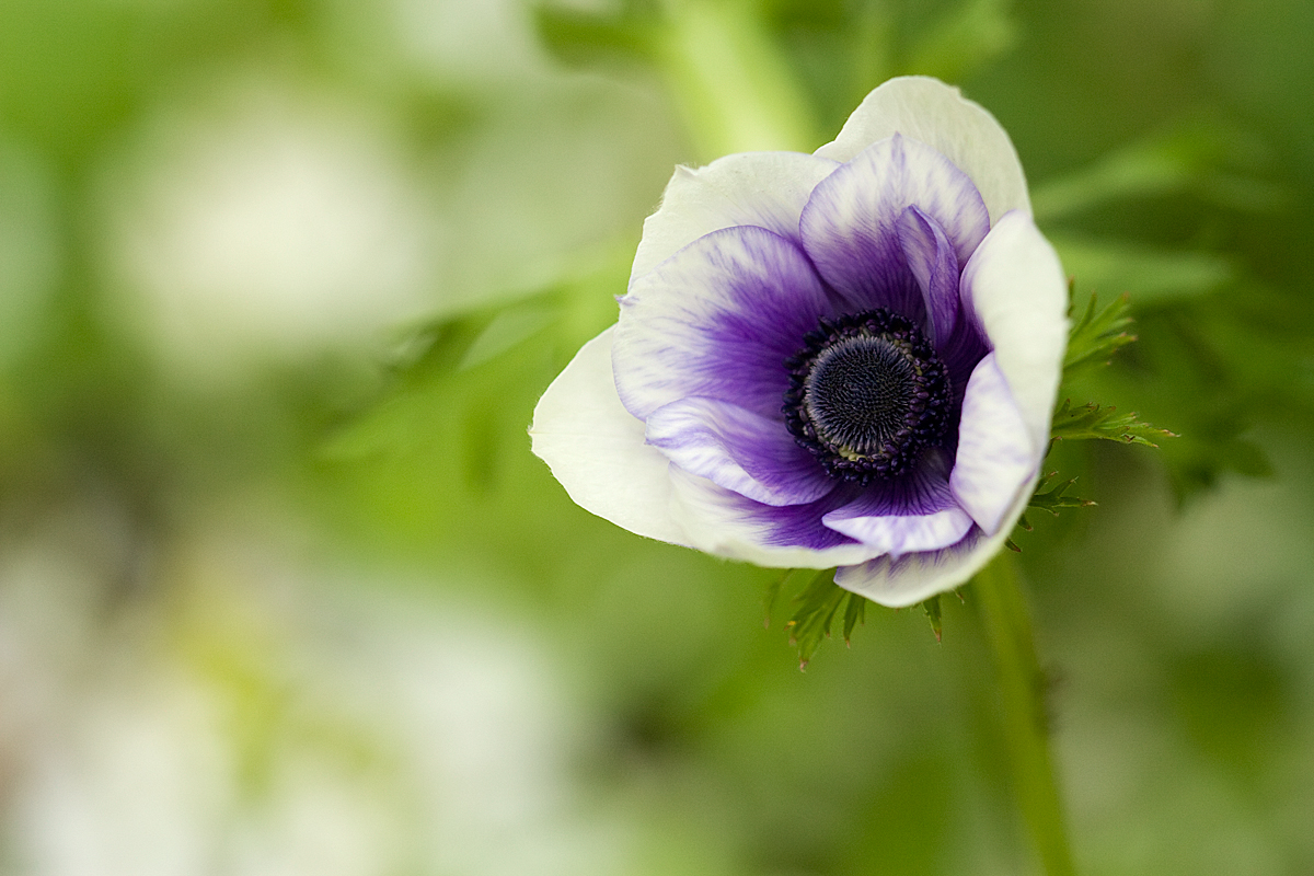 anemone